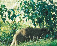 Countryside standard mesh electric fence netting is green