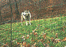 electric netting predator, sheep, goat & poultry fence