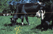 Hot Strand portable cattle fence