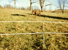 Trail ride kit portable horse fence