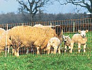 FAST FENCE electric net fence for sheep