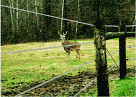 high tensile wire electric deer fence
