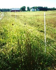 5 strand electric fence for cattle, sheep & goats