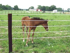 Supercote horse fence in Indiana