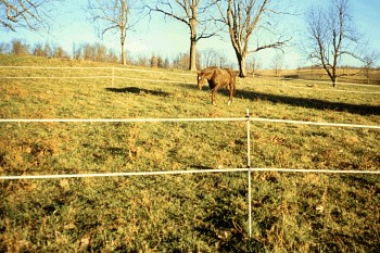 Trail Ride Kit 2 strand horse fence