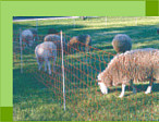 electric net fence with sheep netting