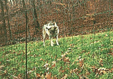 Countryside green net fence to control wolves